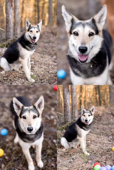 Небольшая собачка очень ждет свою семью