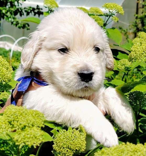 Щенки золотистого ретривера в Москве фото 6