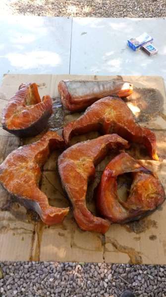 Породы осетровых из аквакультуры в Астрахани фото 7