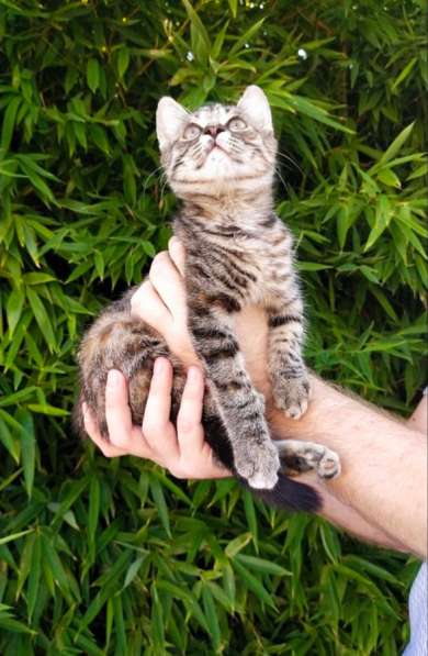 Котёнок в добрые руки в Геленджике