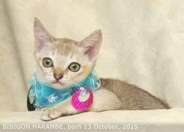 Котята породы Сингапура из питомника БИБИГОН в Москве фото 7