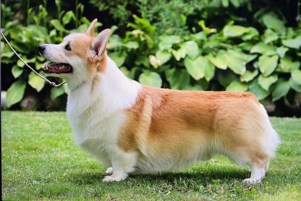 Щенки вельш корги пемброк из питомника в Москве фото 19