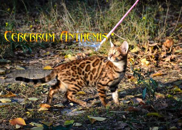 Бенгальские котята в Евпатории фото 4
