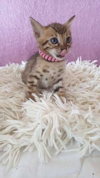 Kitten Bengal в фото 4