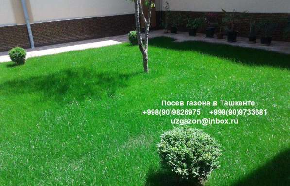 Ландшафтный дизайн в Ташкенте, газоны в 