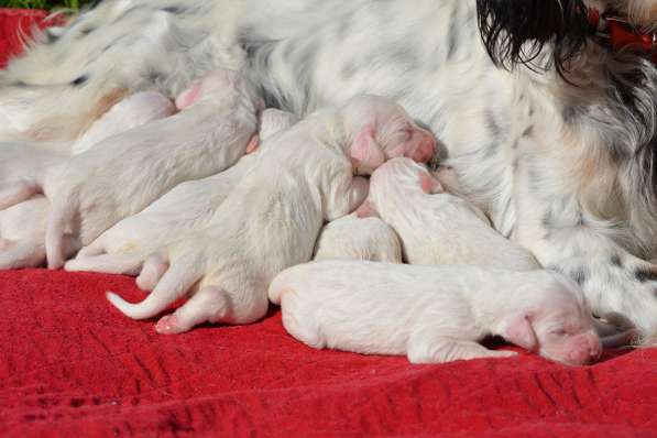 Английский сеттер щенки из элитного питомника в Москве фото 179