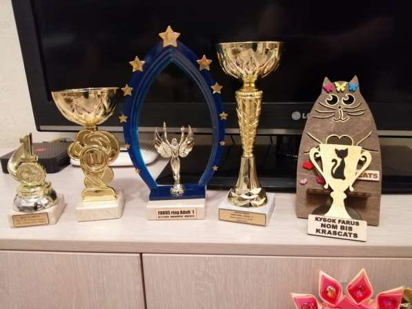 Бенгальский снежный красивый кот в