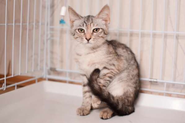 Нежная котенок Принцесса - ищет дом