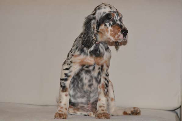 Английский сеттер щенки из элитного питомника в Москве фото 143