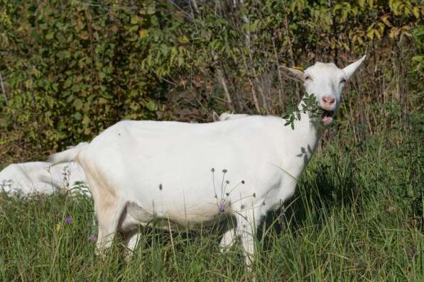 Племенные козы Зааненские (Скот из Европы класса Элита) в фото 4