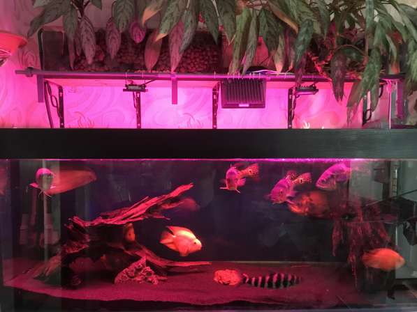 Продам аквариум с оборудованием и рыбой в Раменское фото 3
