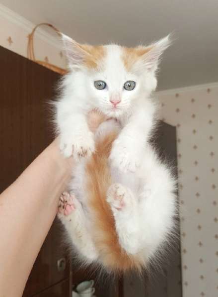 Котенок-пуховичок в добрые руки, 2,5 мес в Москве фото 15