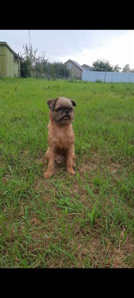 Щенки пти-брабансона в Москве фото 3