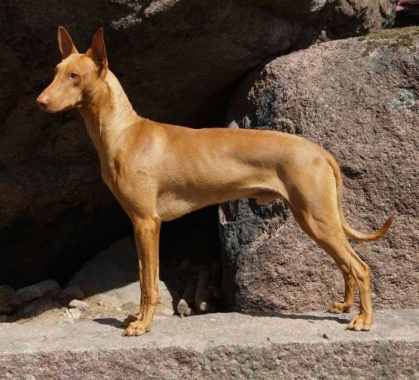 Фараонова собака - щенки