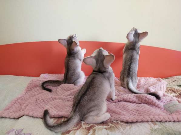 Абиссинские котята серебро в Тюмени фото 3