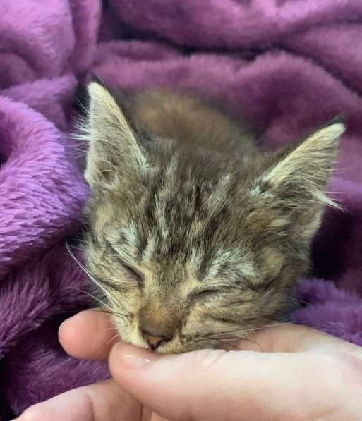 Серый котенок в Краснодаре фото 5