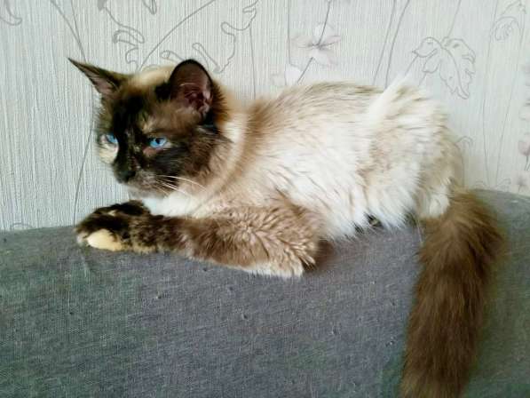 Невская красавица Сильва мечтает обрести дом в Москве фото 14