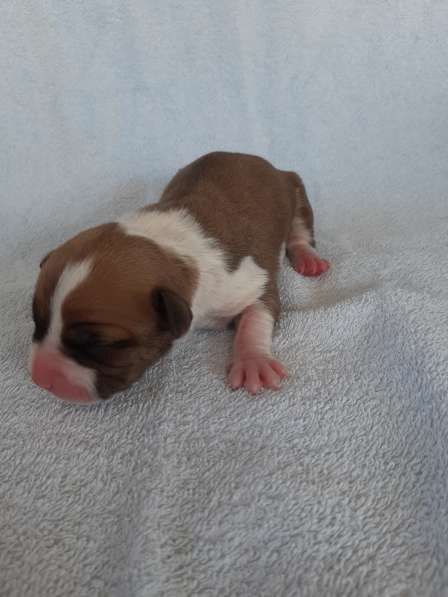 Милые мальчики и девочки Амстаффа резерв ркф в Москве фото 56