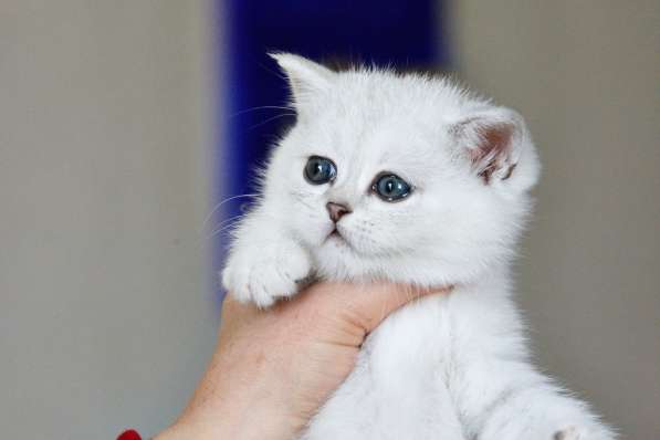 Британские котята серебристой шиншиллы в Санкт-Петербурге фото 7