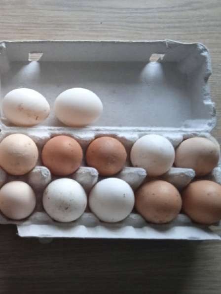 Куриные домашние яйца в Владимире фото 3