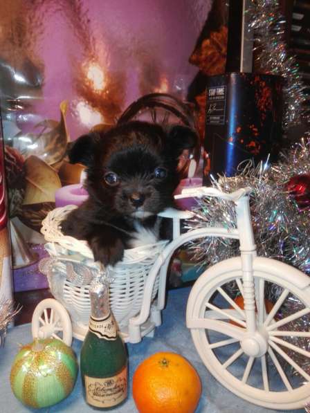 Щенок Чихуахуа ШОУ класса в Санкт-Петербурге