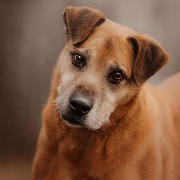 Воспитанный Бисмарк ищет семью в Москве фото 10