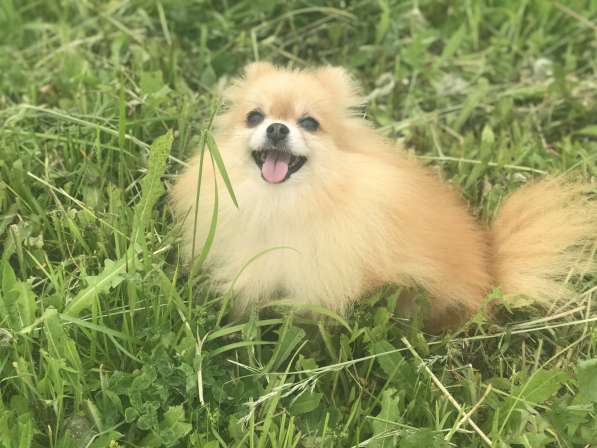 Помераночка 5 лет в Москве фото 4