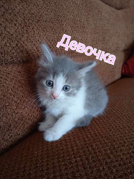 Котята в Старом Осколе фото 7