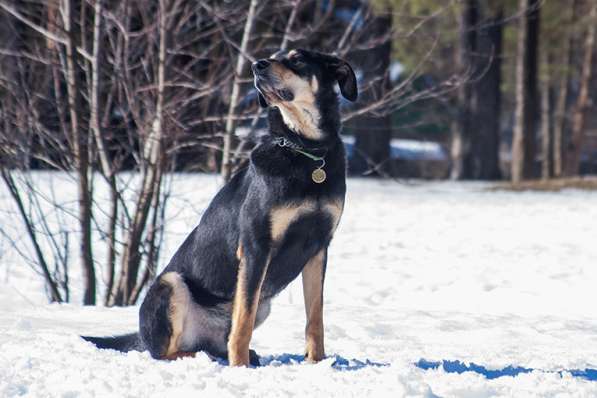 Спокойный, ласковый пёс Кир в добрые руки в Москве фото 4