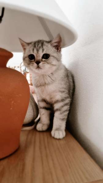 BKH Silver Tabby Kitten