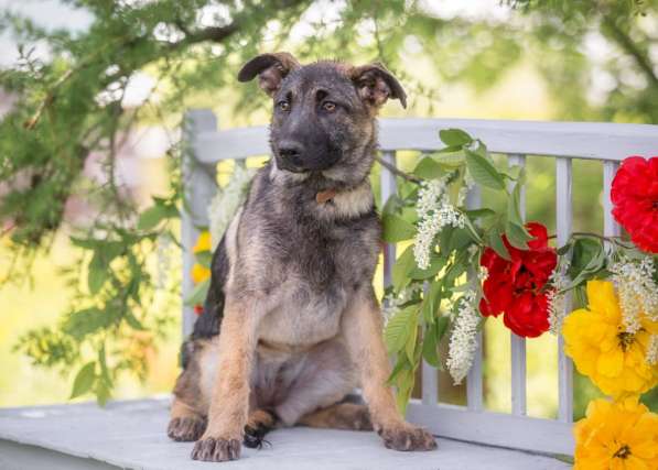 Серьезная щенок Герда в добрые руки в Москве фото 8