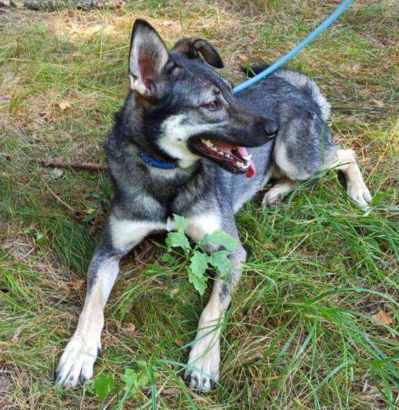 Джой- семейная собака! в Москве фото 6