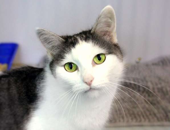 Внимательная Мурыся ждёт встречи с родственной душой