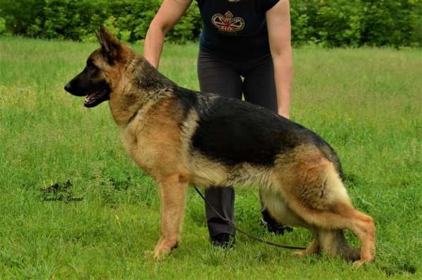 Немецкая овчарка в фото 10
