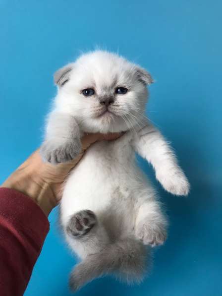 Мальчики колор поинт scottish fold в фото 5