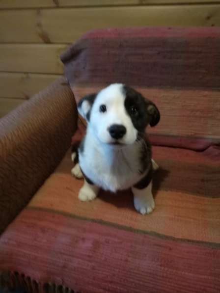 Щенки вельш корги кардиган в Москве фото 17