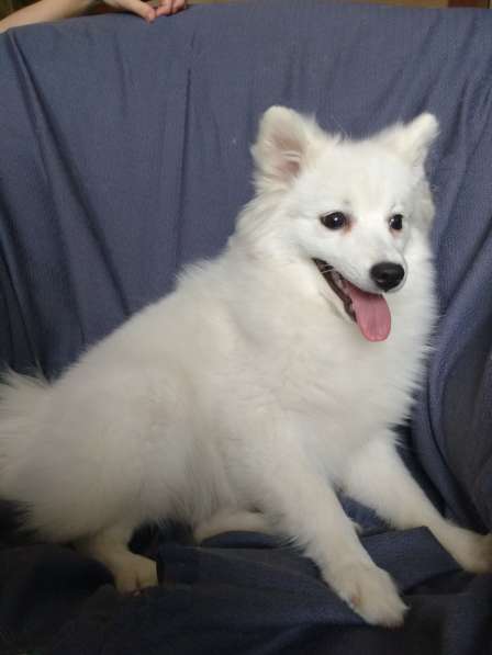 Шелти. Щенки. Питомник в Екатеринбурге фото 6