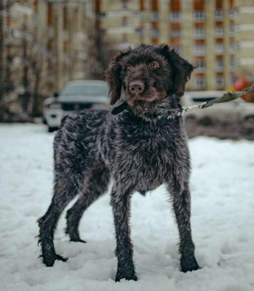 Красотка собака породы Дратхаар в Санкт-Петербурге