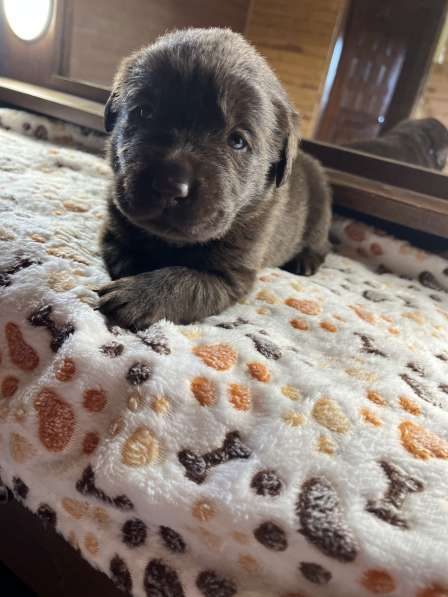 Продаётся щенок лабрадора в Домодедове фото 6
