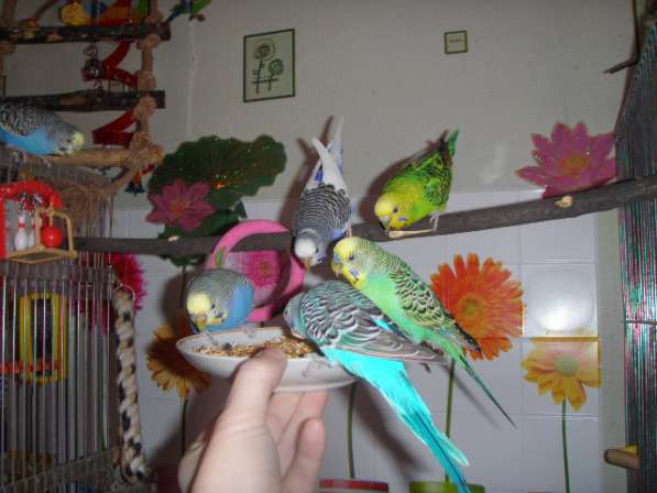 Волнистые попугаи(Взрослые самцы) в Мытищи