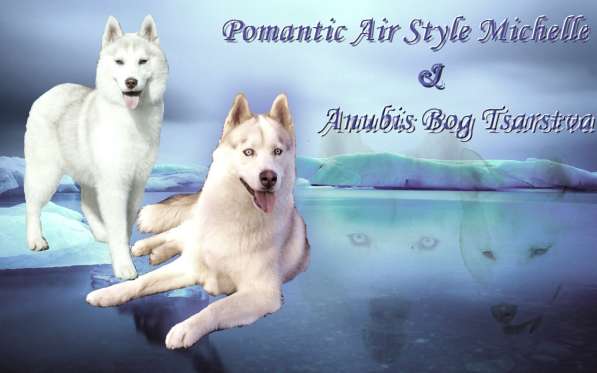 Щенки сибирский хаски в Ростове-на-Дону