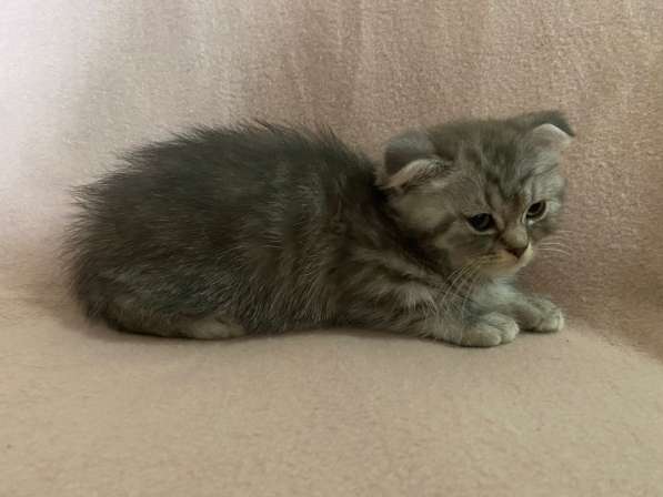 Британские Шотландские Котята в фото 24