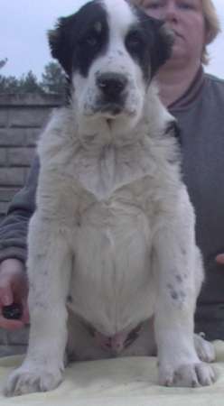 Алабай (среднеазиатская овчарка), чистокровные щенки в Санкт-Петербурге фото 4