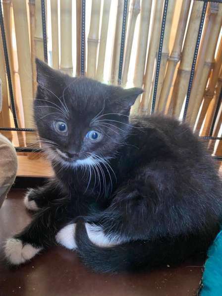 Озорной котёнок Том ищет дом в Санкт-Петербурге фото 12