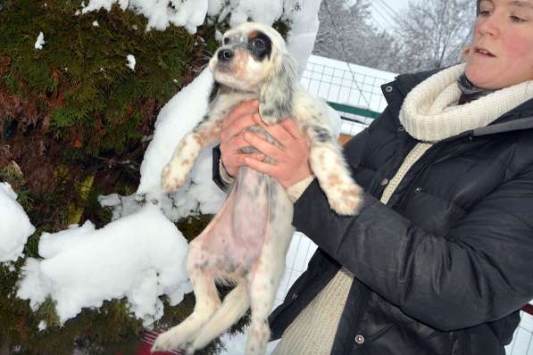 Английский сеттер щенки из элитного питомника в Москве фото 8