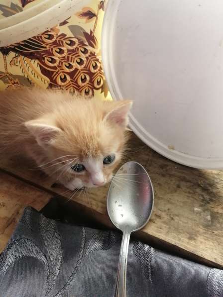 Котёнок в Красноярске фото 6