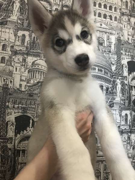 Сибирская хаски