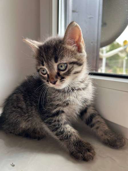 Чудесный малыш котенок Кефир ищет хозяев в Мытищи