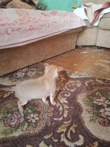 Продам мини той в Магнитогорске фото 7