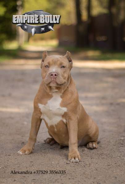 Американский булли. Щенки в фото 5